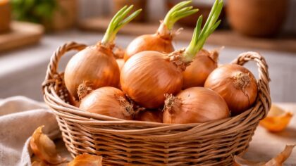 empêcher les oignons de germer trop vite