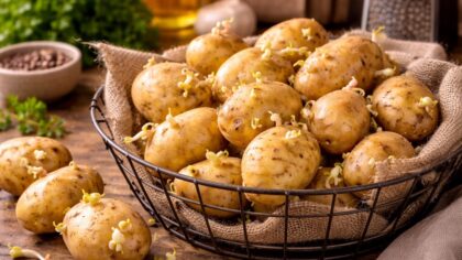 Pourquoi vos pommes de terre germent trop vite