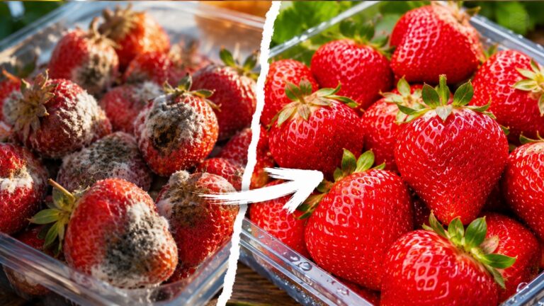 conserver les fraises